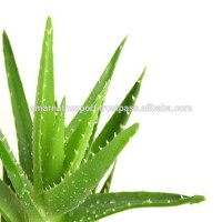 WHOLESALE ALOE VERA / ALOE VERA GEL